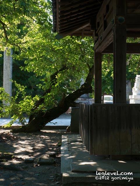 中津市:中津城:天守閣:寫音:写真集:大分:足:写真:大分県:足の写真:風景写真:モデル